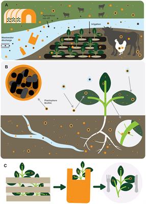 Microplastics in agriculture – a potential novel mechanism for the delivery of human pathogens onto crops